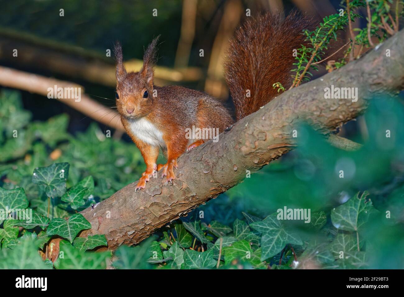 Boreal forest landscape fauna hires stock photography and images Alamy