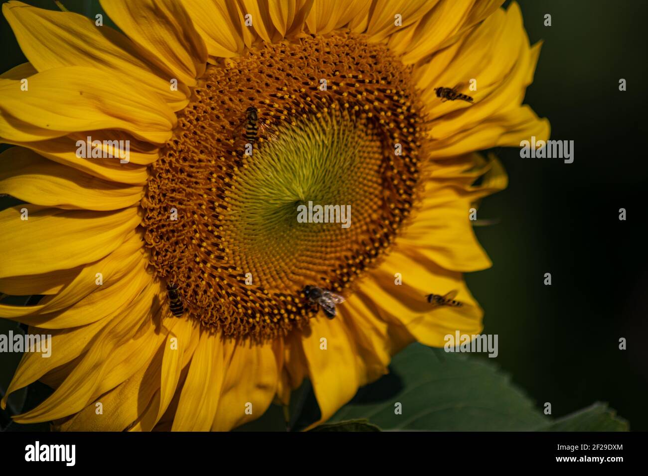honey bees and flies collecting pollen on a blooming sunflower Stock ...