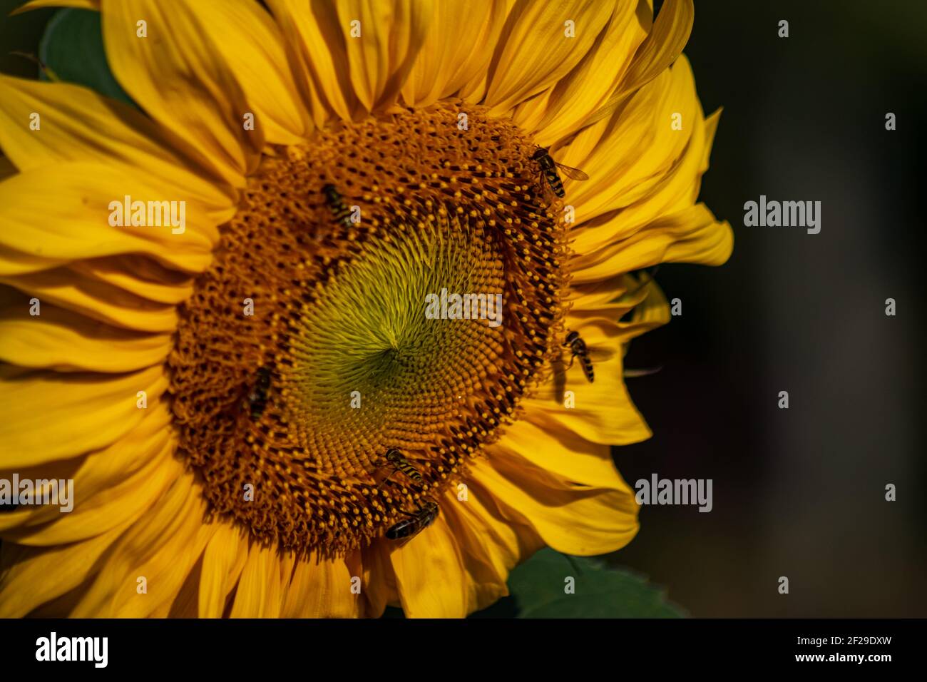 honey bees and flies collecting pollen on a blooming sunflower Stock ...