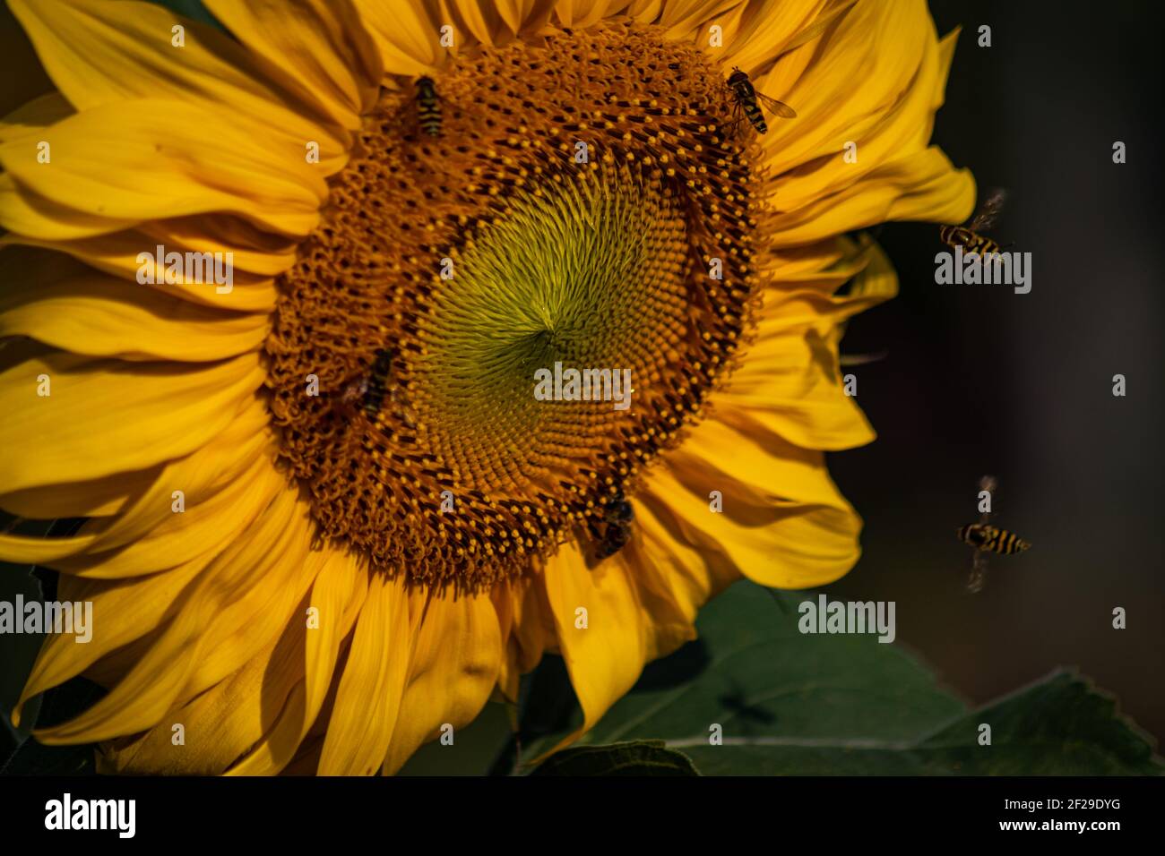 honey bees and flies collecting pollen on a blooming sunflower Stock ...