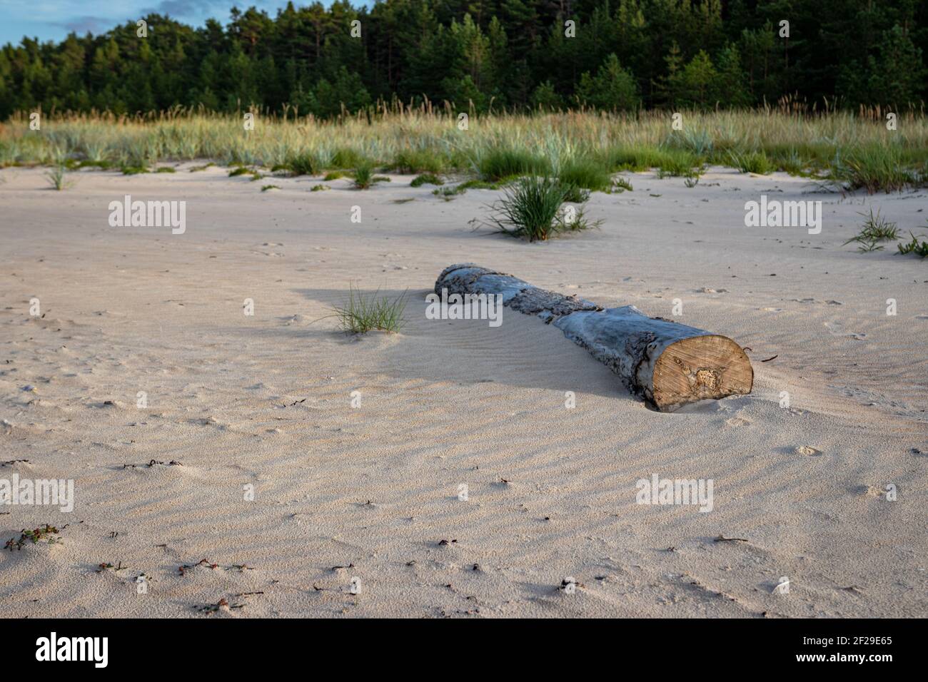 bark-free wooden log on the sea shore in the sand of the dune beach, which is illuminated by the warm spring sun. Beautiful landscape with blue sky. Stock Photo