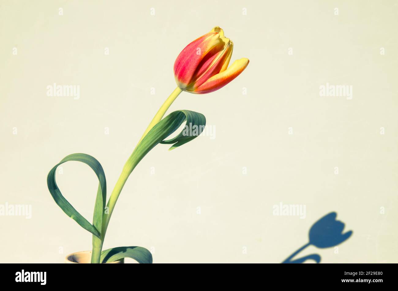 Tulip symbol of spring hi-res stock photography and images - Alamy
