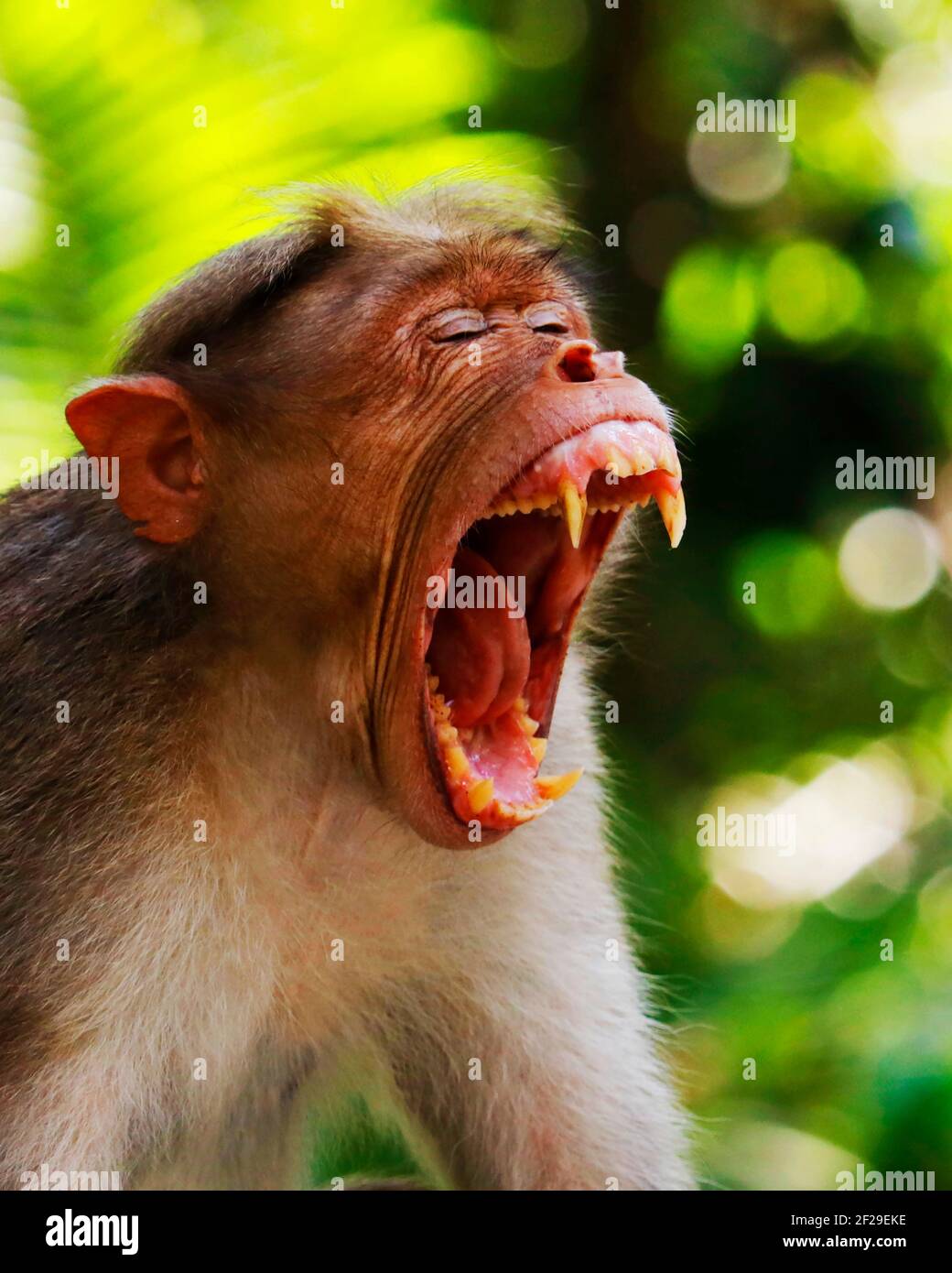 Monkey Showing Teeth High Resolution Stock Photography and Images Alamy