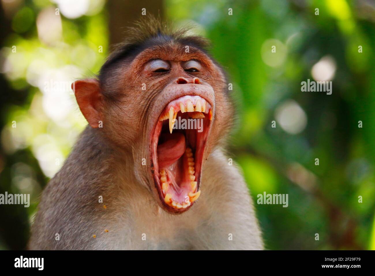 macaque monkey widely open its mouth and showing sharp teeth Stock Photo - Alamy macaque monkey widely open its mouth and showing sharp teeth Stock Photo - Alamy
