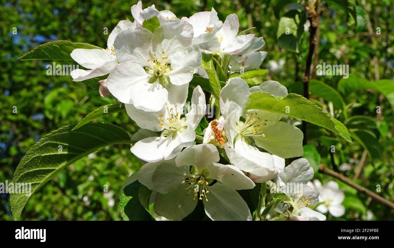 Twig with apple blossoms - Zweig mit Apfelblüten Stock Photo