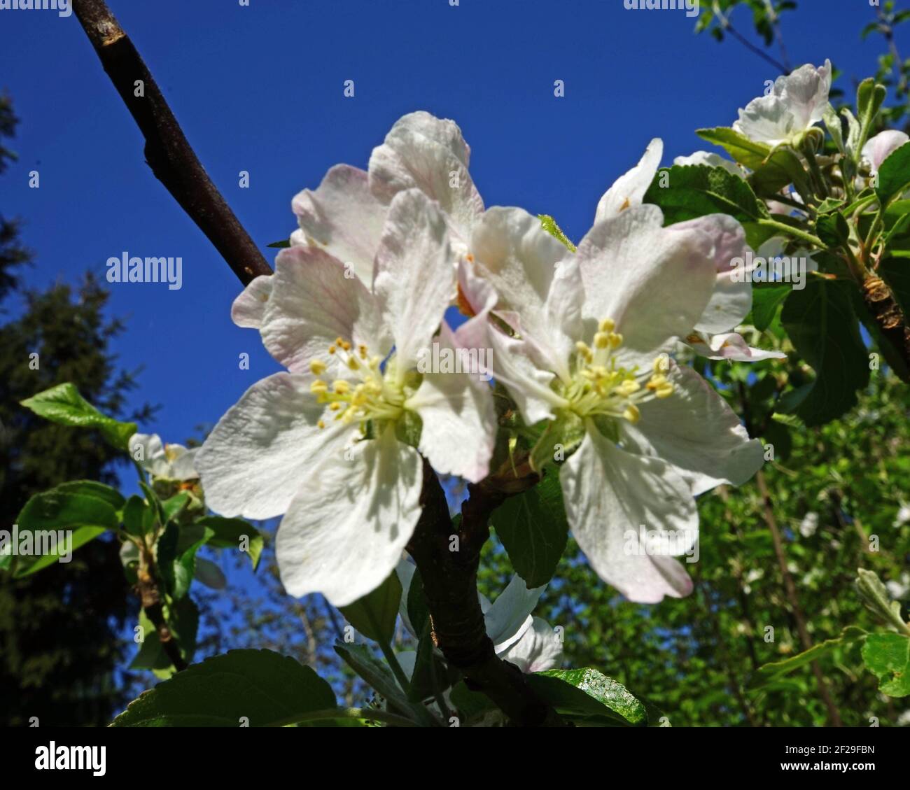 Twig with apple blossoms with blue sky - Zweig mit Apfelblüten und blauem Himmel Stock Photo