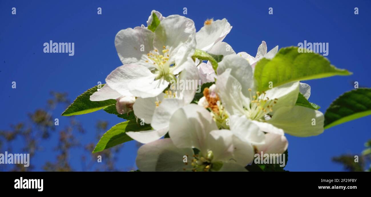 Twig with apple blossoms with blue sky - Zweig mit Apfelblüten und blauem Himmel Stock Photo