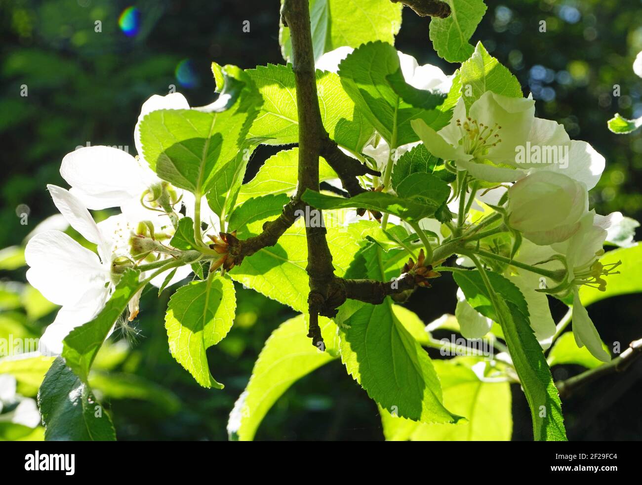 Twig with apple blossoms - Zweig mit Apfelblüten Stock Photo