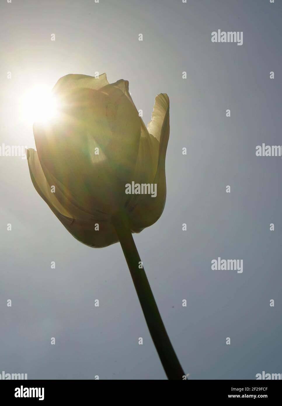 White Tulip with sun. Weiße Tulpe mit Sonne. 2020 Stock Photo