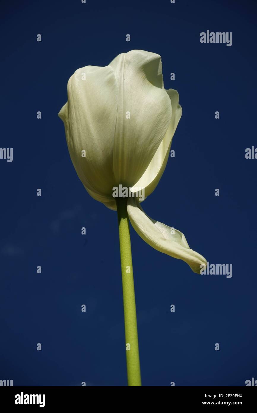 Weiße Tulpe vor dunkelblauem Himmel, White Tulip in front of  dark blue sky. Stock Photo