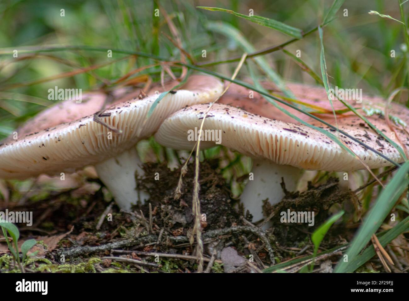 Two nice specimen of Russula aurora or Dawn Brittlegill mushrooms, cap