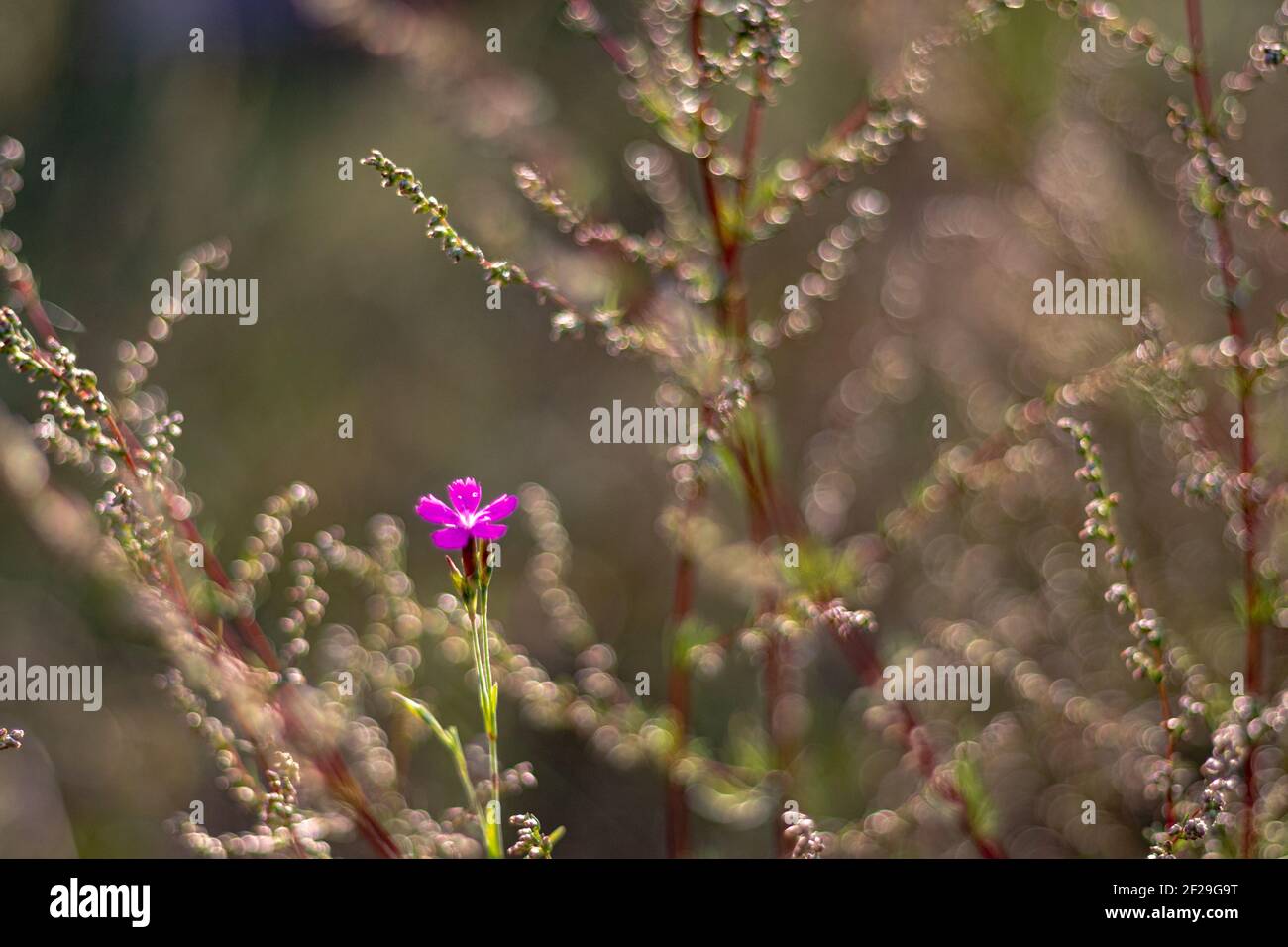 Tiny pink wild flower, beautiful bokeh. Stock Photo