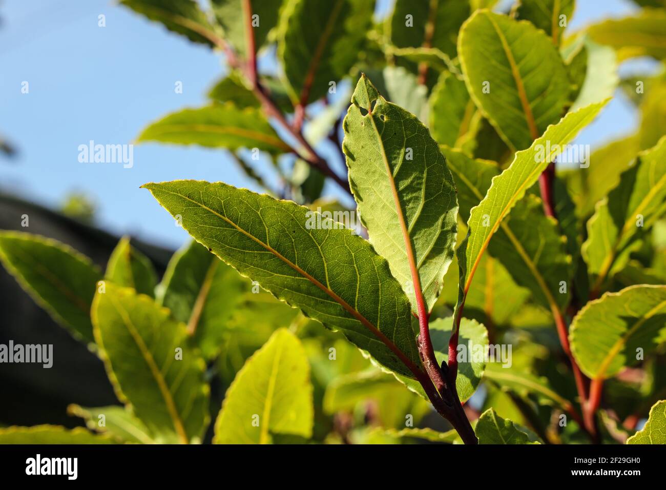 Leaves on a bay tree, the Laurus nobilis. Backlit in the sunshine