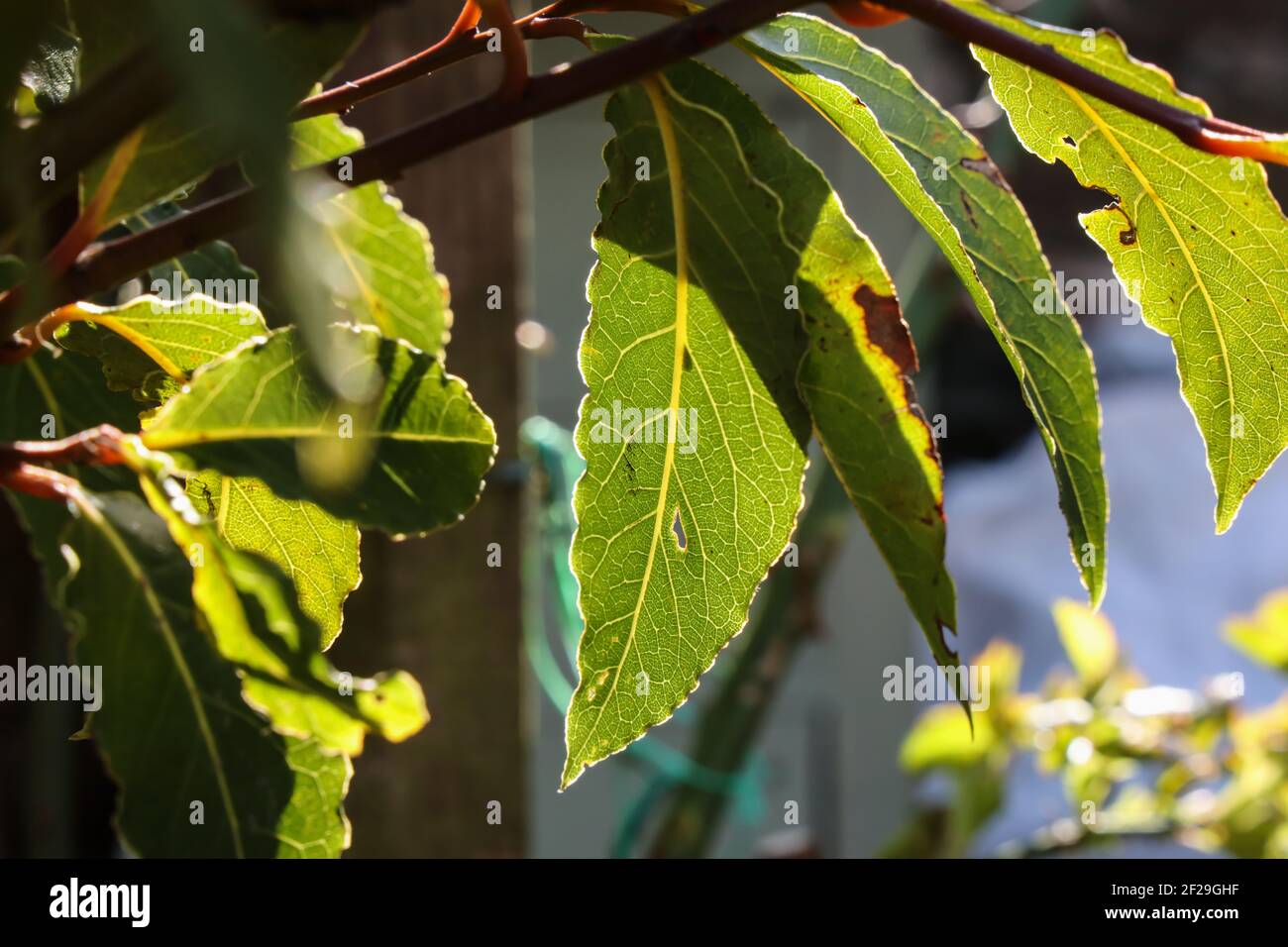 Leaves on a bay tree, the Laurus nobilis. Backlit in the sunshine showing the viens quite clearly. An imperfect yet detailed leaf. Stock Photo