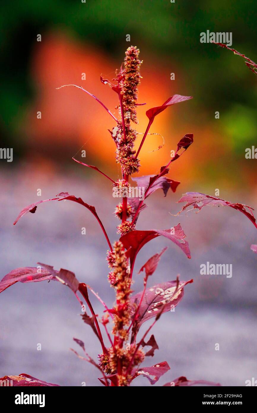 Amaranthus dubius known as red spinach, Chinese spinach, spleen