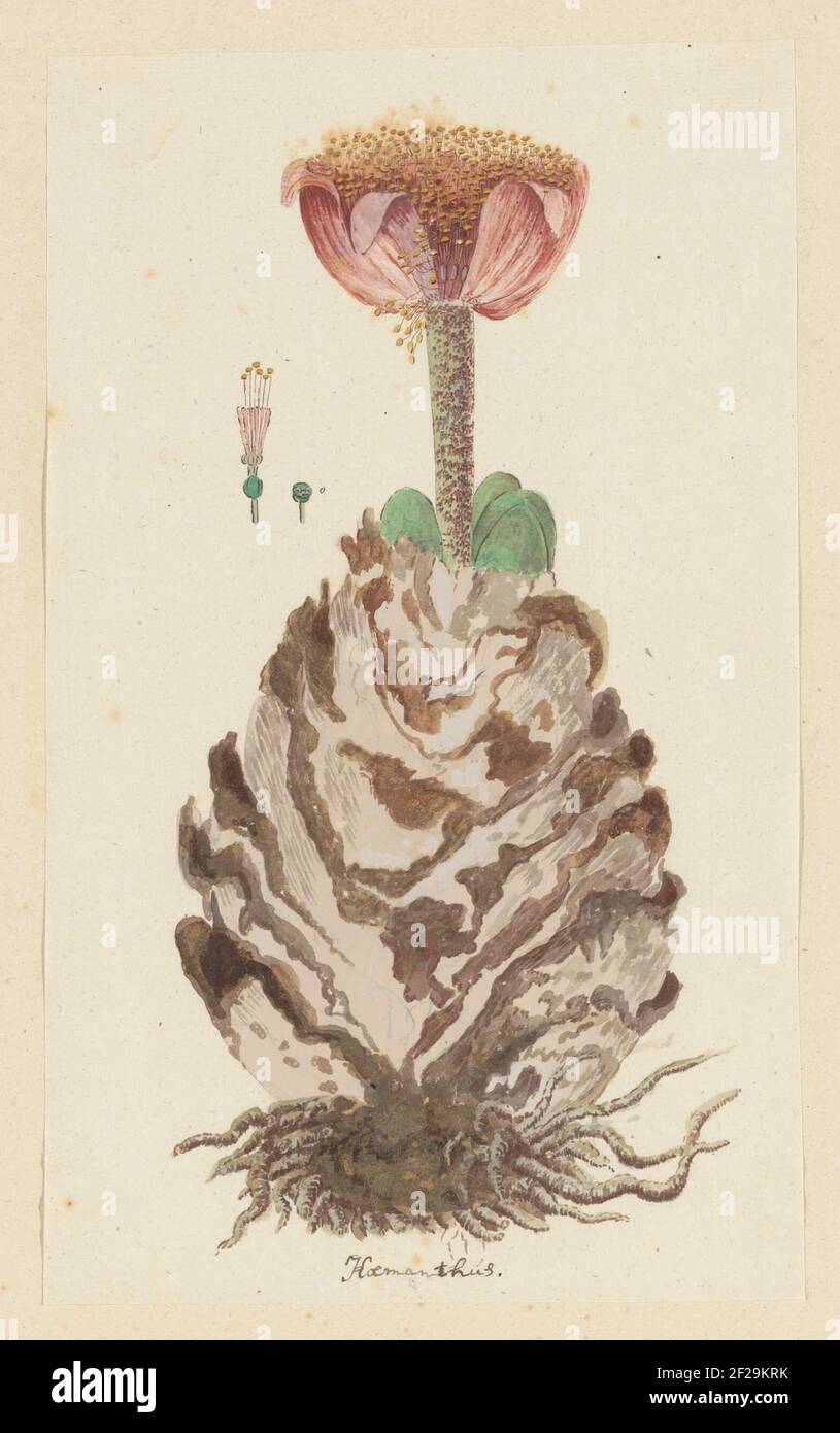 Haemanthus coccineus L. (Blood flower; Bloedblom).Haemanthus coccineus L. Stock Photo
