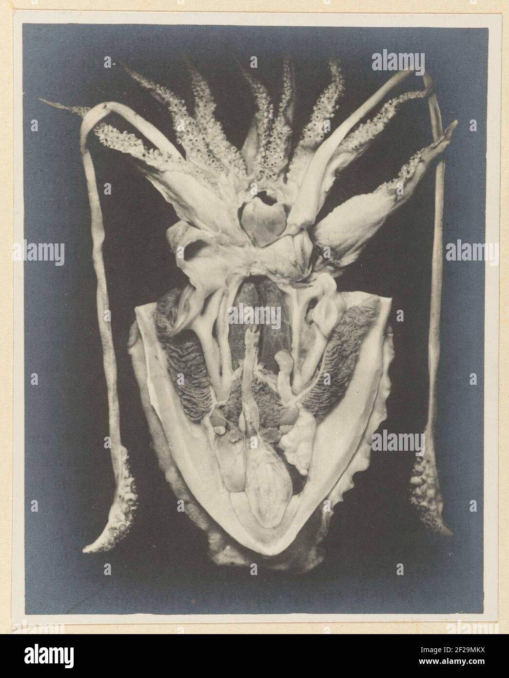 Anatomy van Een Inktvis; Anatomy of the seiche.foto in album 'The photograph of immersed objects', 1901. Stock Photo