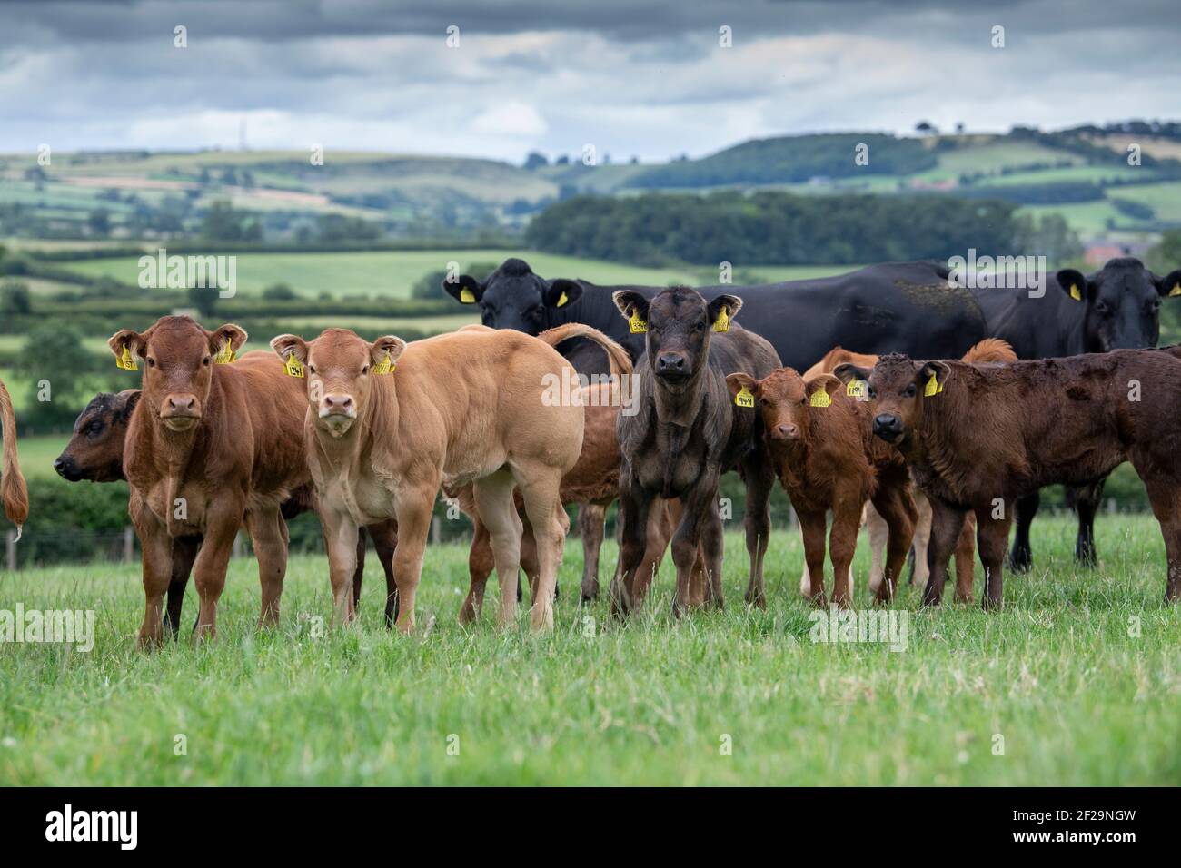 Commercial cows and calves running as a herd with a Limousin bull, Yorkshire, UK. Stock Photo