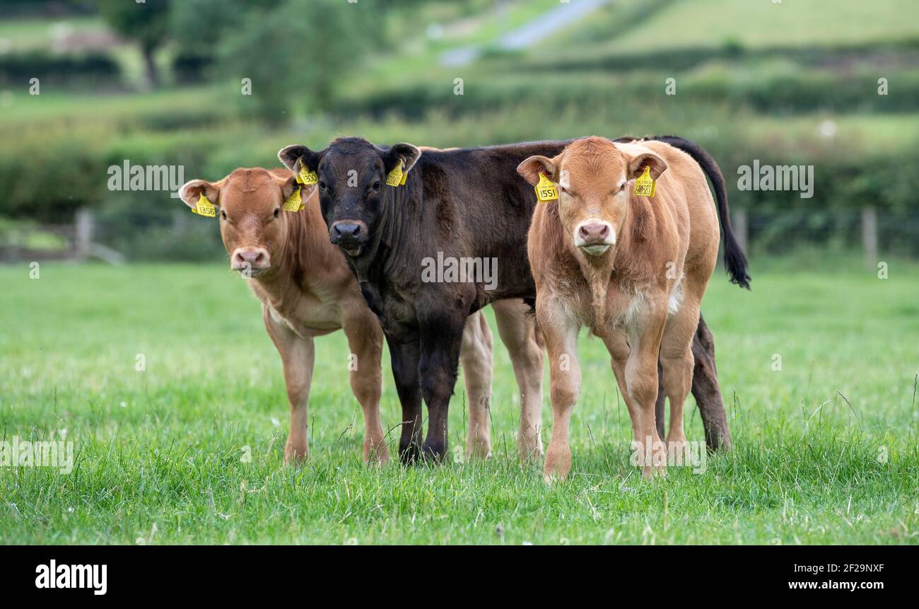 Commercial cows and calves running as a herd with a Limousin bull, Yorkshire, UK. Stock Photo