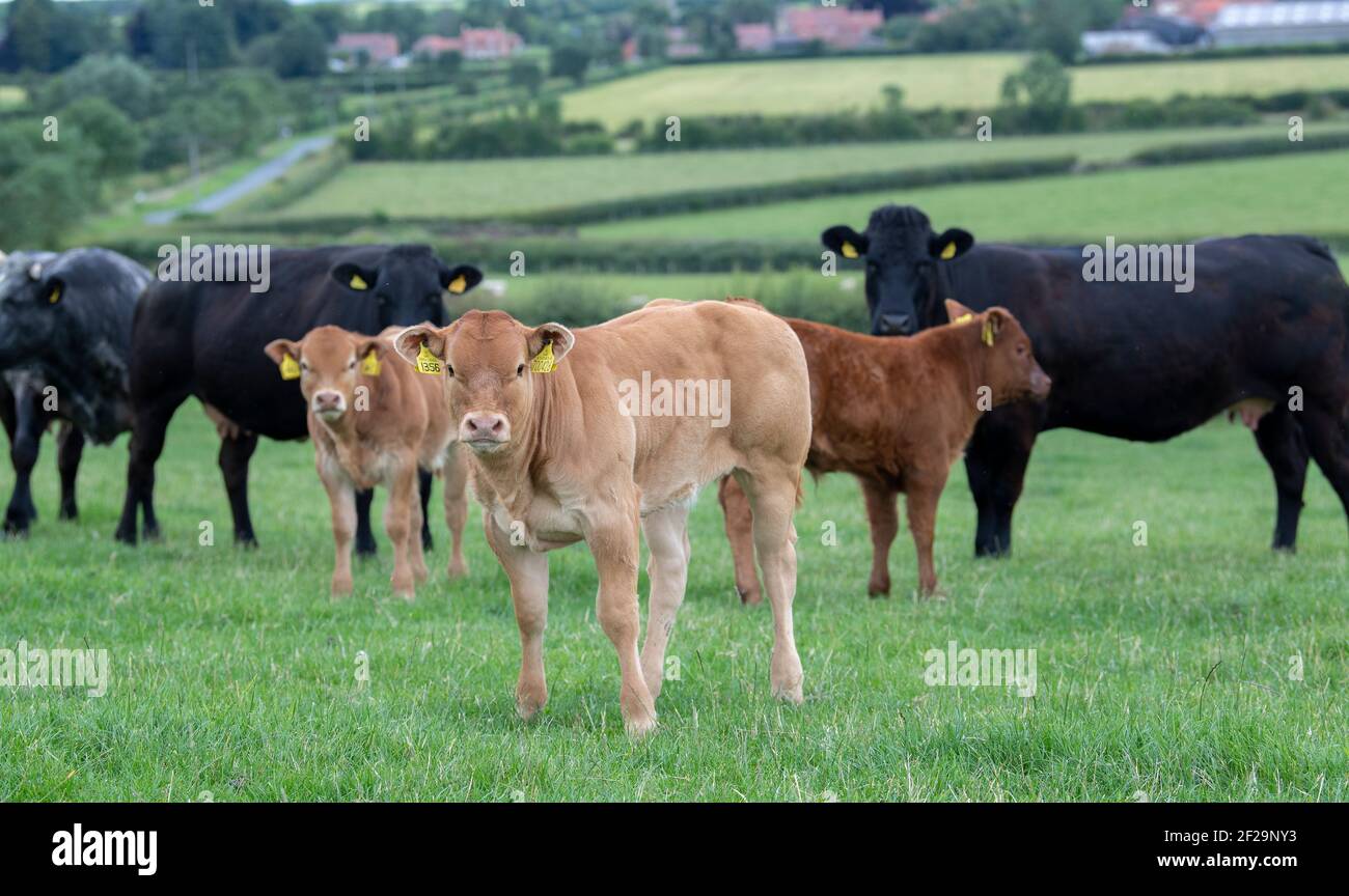 Commercial cows and calves running as a herd with a Limousin bull, Yorkshire, UK. Stock Photo