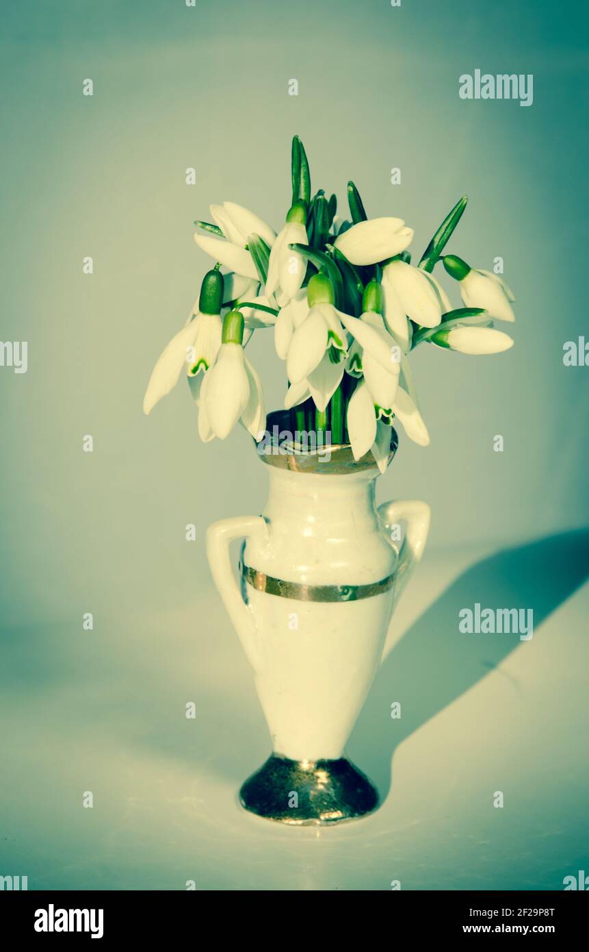 white snowdrop in vase image retro effect Stock Photo