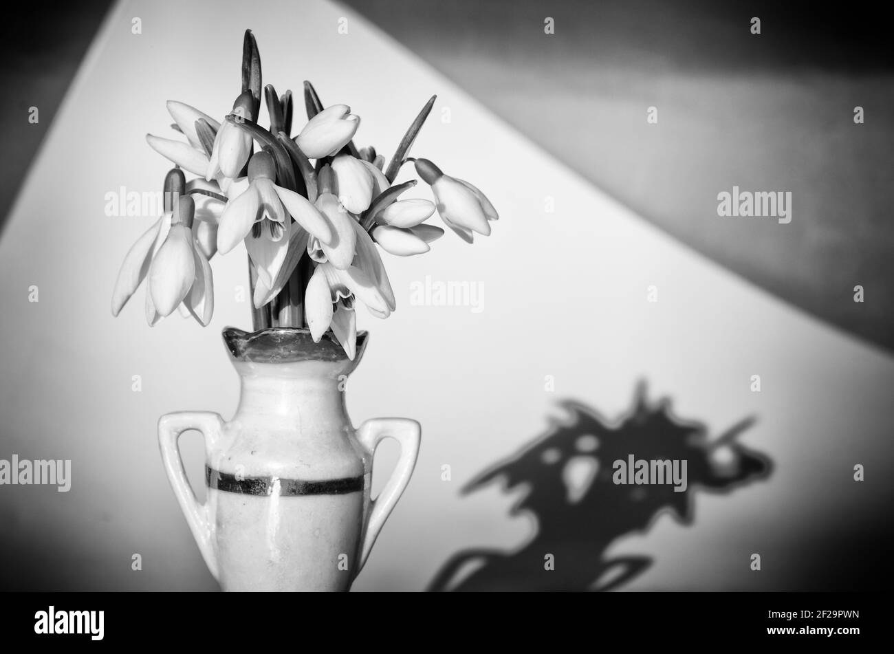 white snowdrop in vase black and white image Stock Photo