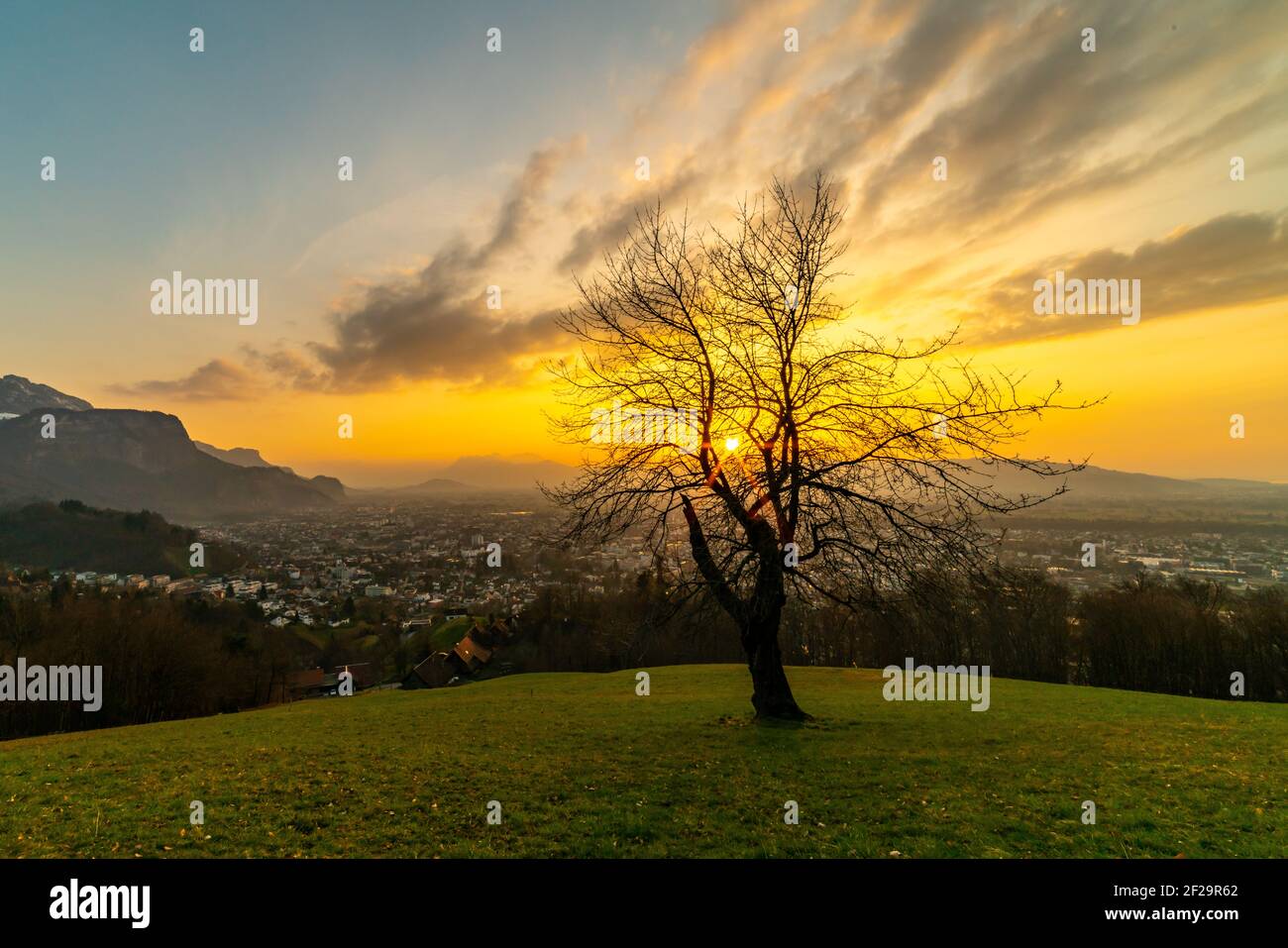 Sunset with afterglow over the Rhine valley. Dornbirn lies in the misty valley, Swiss mountains are above. single tree stands on the sloping meadow Stock Photo