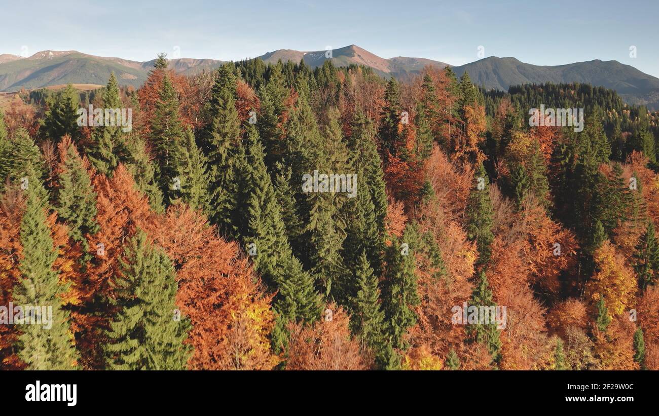 Colorful autumn leaf mountain forest aerial. Nobody nature landscape. Unexplored wildlife scenery. Alpine green spruce, pine trees at pink, red, yellow leafy foliage. Vacation at Alps, Italy, Europe Stock Photo