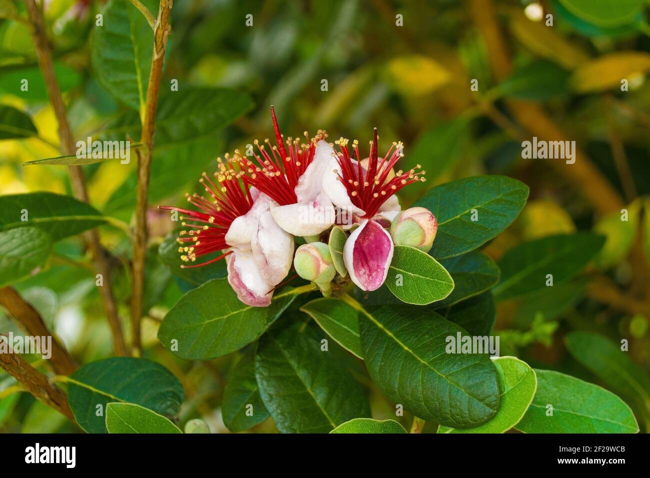 Flowers on a Acca Sellowiana, an evergreen, perennial shrub or small