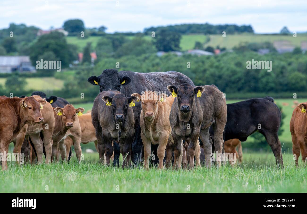 Group cows running in field hi-res stock photography and images - Alamy