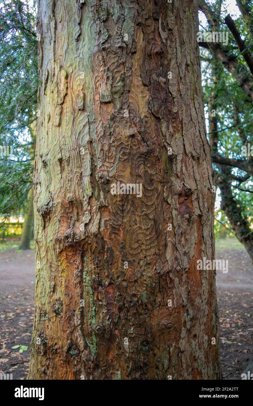 Tree truck, texture, bark, peeling, insects, eating, patterns, tracking