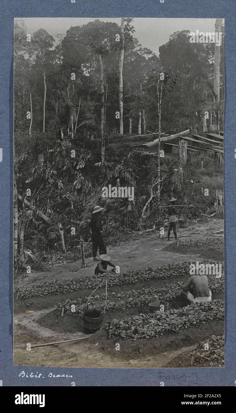 Indische mannen aan het werk met kiemplanten (bibit) op Sumatra.Part of travel album with photographs of activity and sights on Sumatra and Java and from the trip to and from the Dutch East Indies. Stock Photo