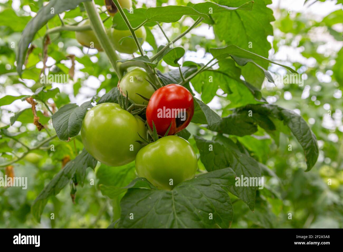 Still green, unripe, young tomato fruits affected by blossom end rot. This physiological disorder in tomato, caused by calcium deficiency. Stock Photo