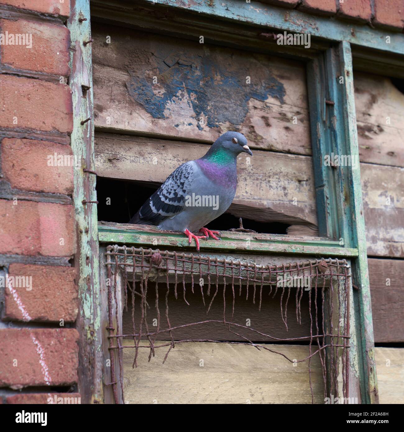Pigeon sat on broken industrial window in the heart of Manchester city centre Stock Photo
