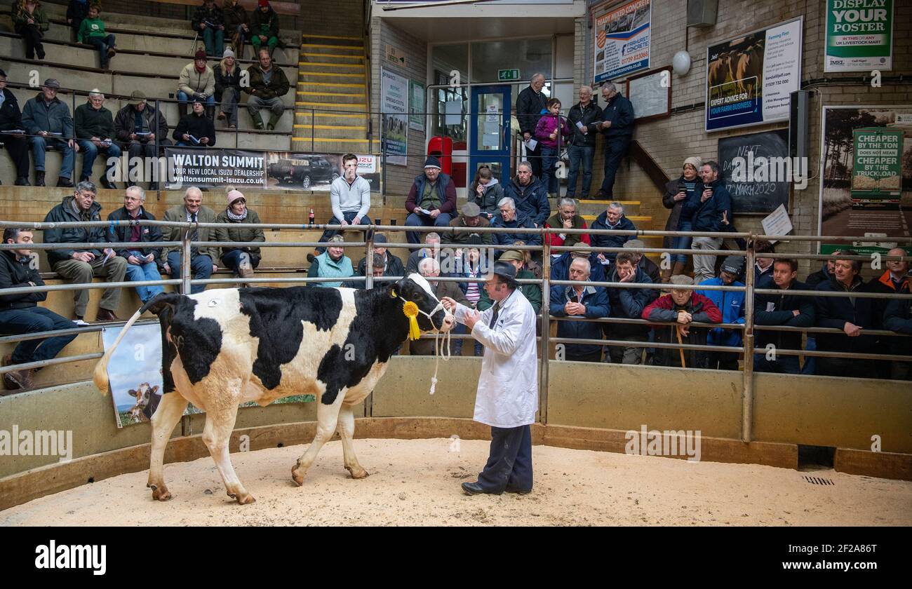 Farmers around the sale ring at a dairy sale, Lancaster Auction mart, Lancashire, UK. Stock Photo