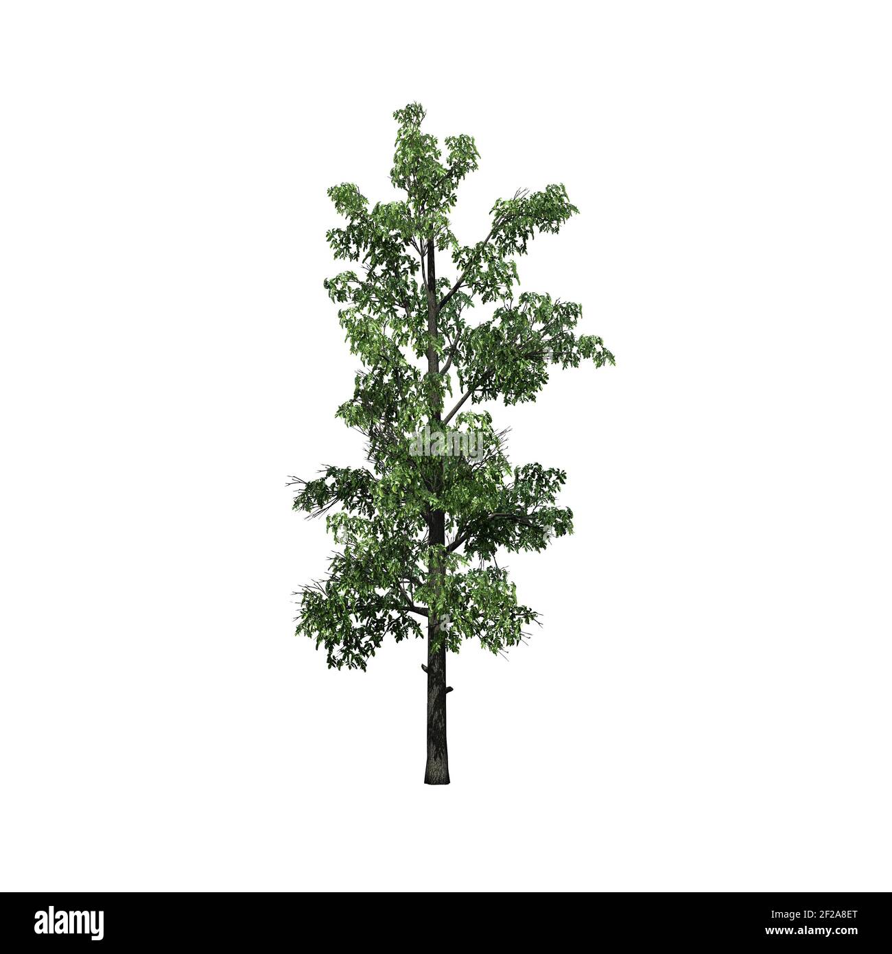 Sourwood Tree - isolated on white background - 3D Illustration Stock Photo