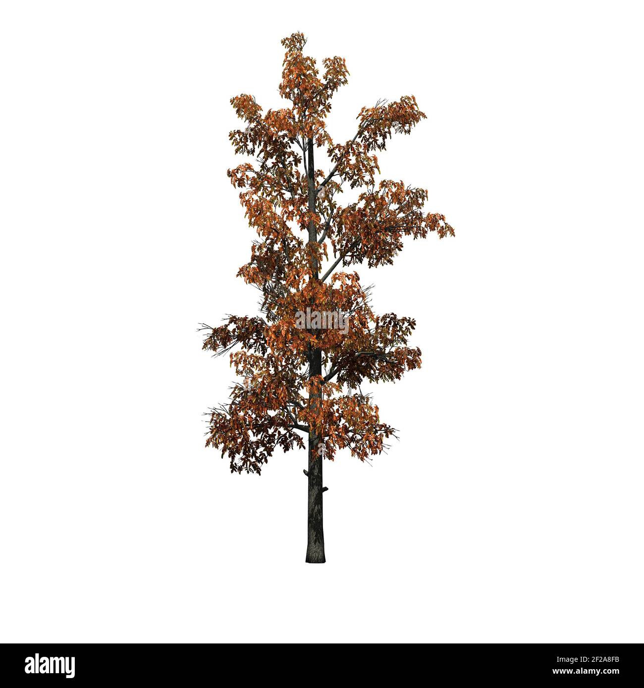 Sourwood Tree in autumn - isolated on white background - 3D Illustration Stock Photo