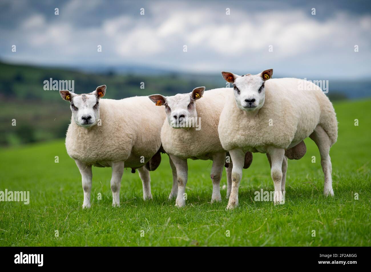 Pedigree beltex hi-res stock photography and images - Alamy