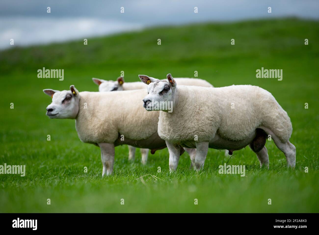Pedigree beltex hi-res stock photography and images - Alamy