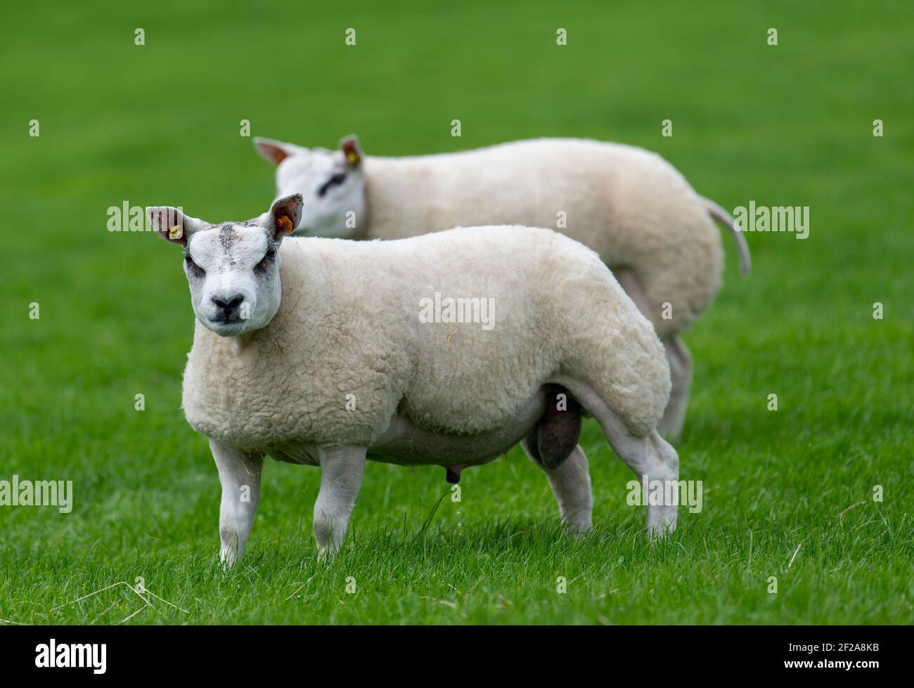 Pedigree Beltex ram lambs in a lush pasture, Cumbria, UK Stock Photo ...