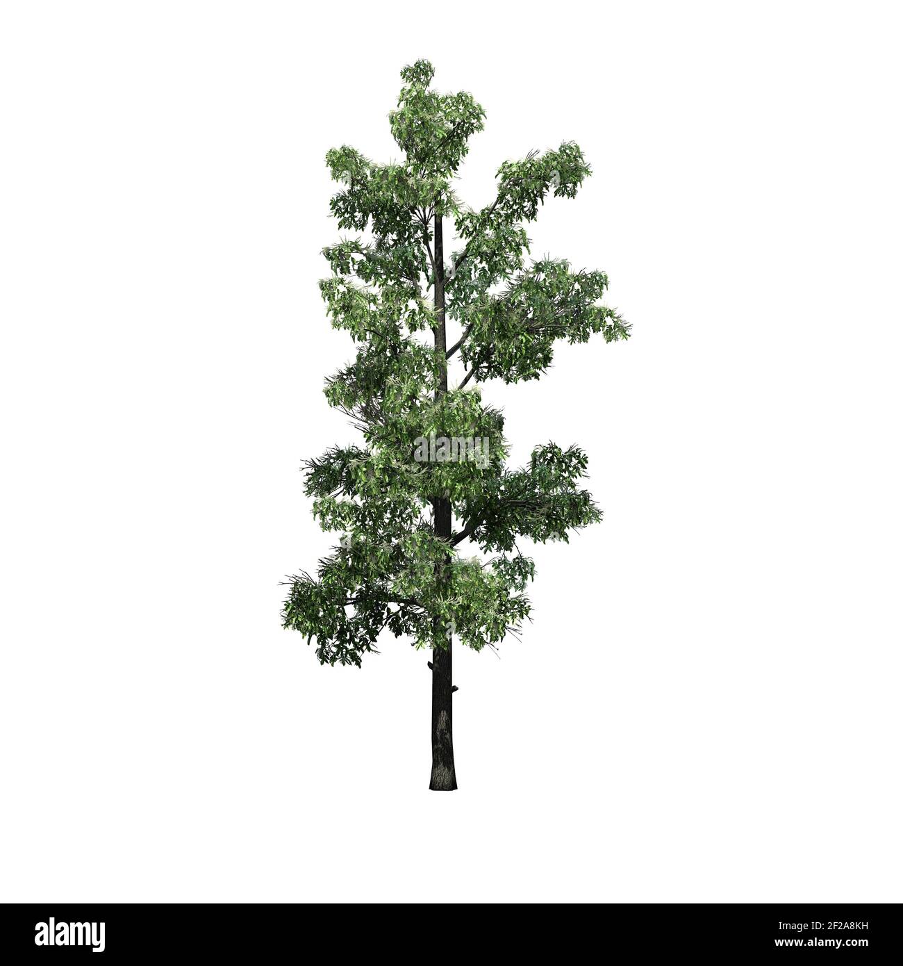 Sourwood Tree in the spring - isolated on white background - 3D Illustration Stock Photo