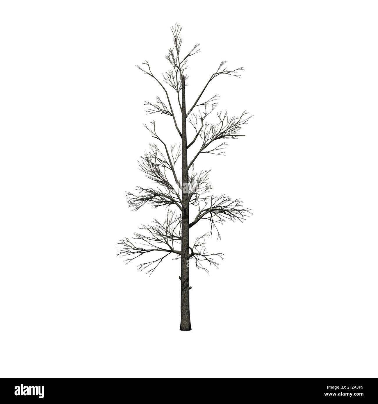 Sourwood tree in winter - isolated on white background - 3D Illustration Stock Photo