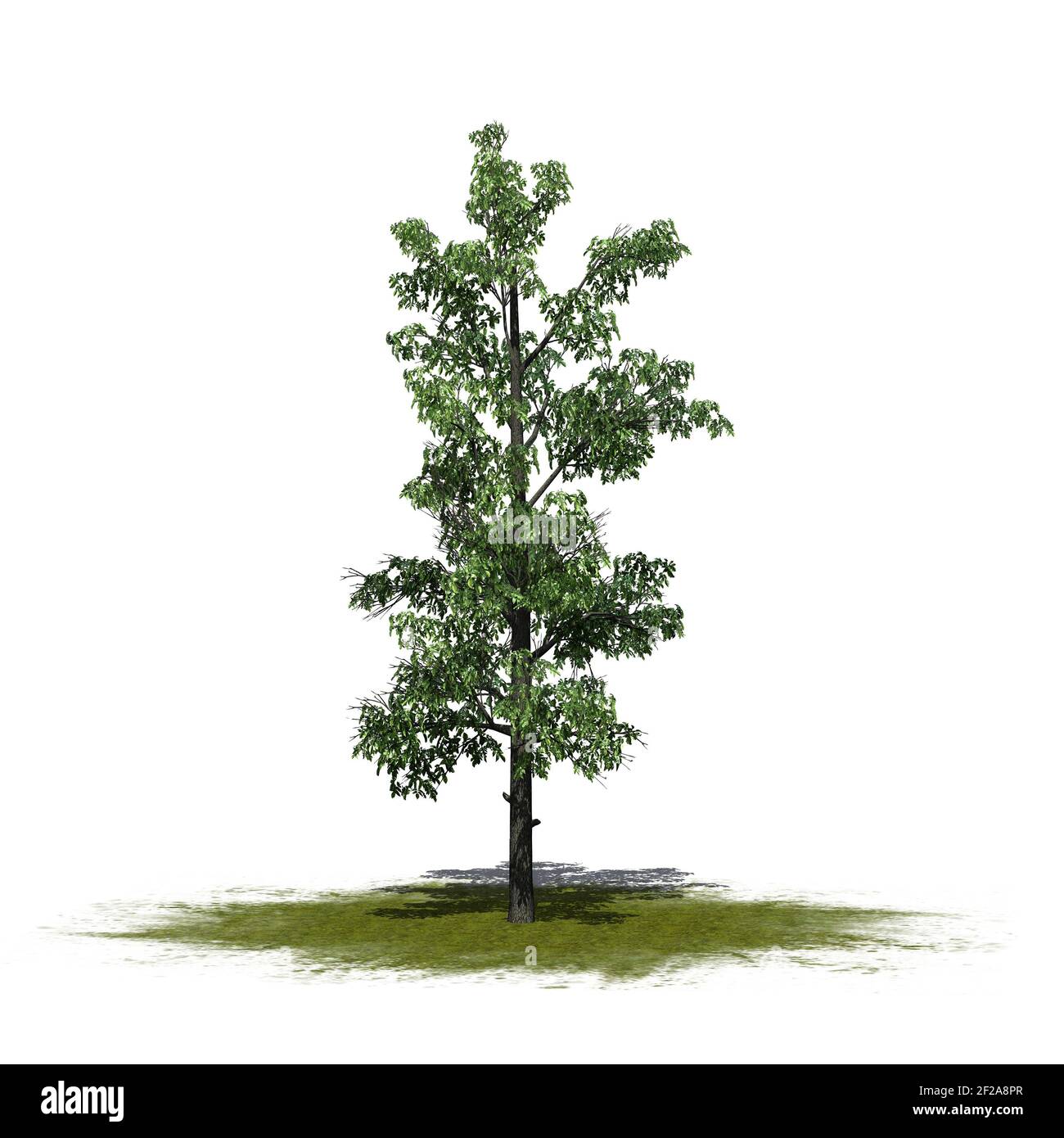 Sourwood tree on a green area - isolated on white background - 3D Illustration Stock Photo