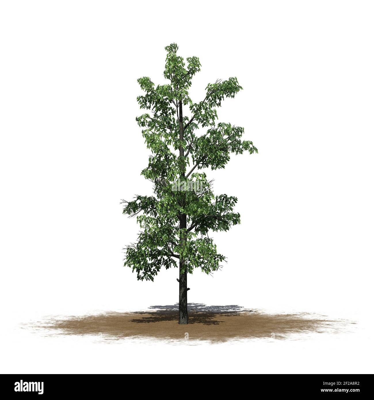 Sourwood tree on a sand area - isolated on white background - 3D Illustration Stock Photo