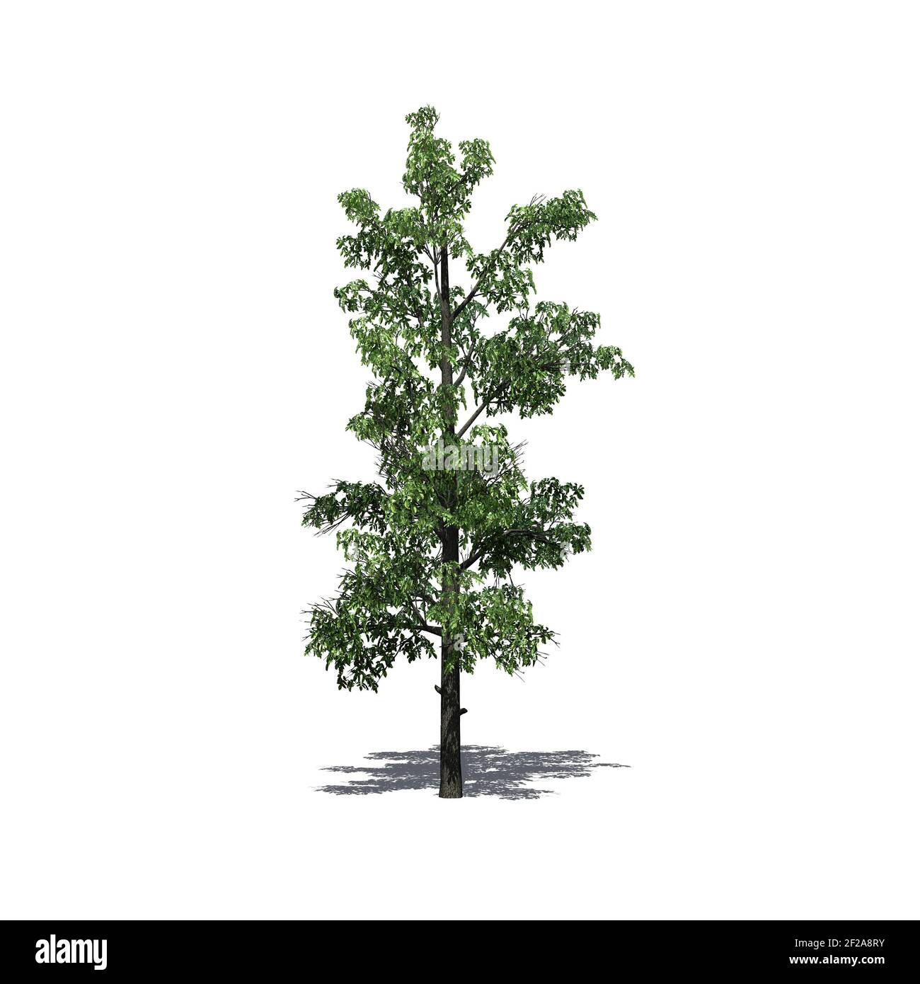 Sourwood tree with shadow on the floor - isolated on white background - 3D Illustration Stock Photo