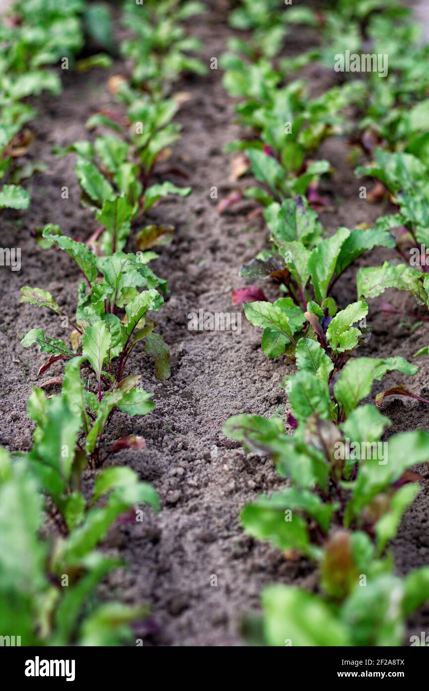 Beet seedling hires stock photography and images Alamy