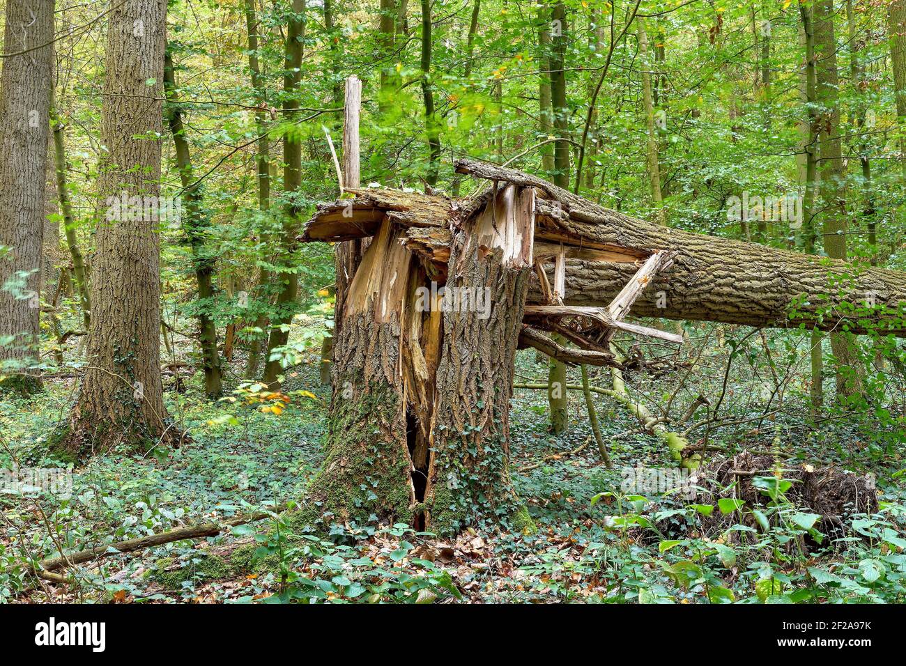 Ash tree storm damage hi-res stock photography and images - Alamy