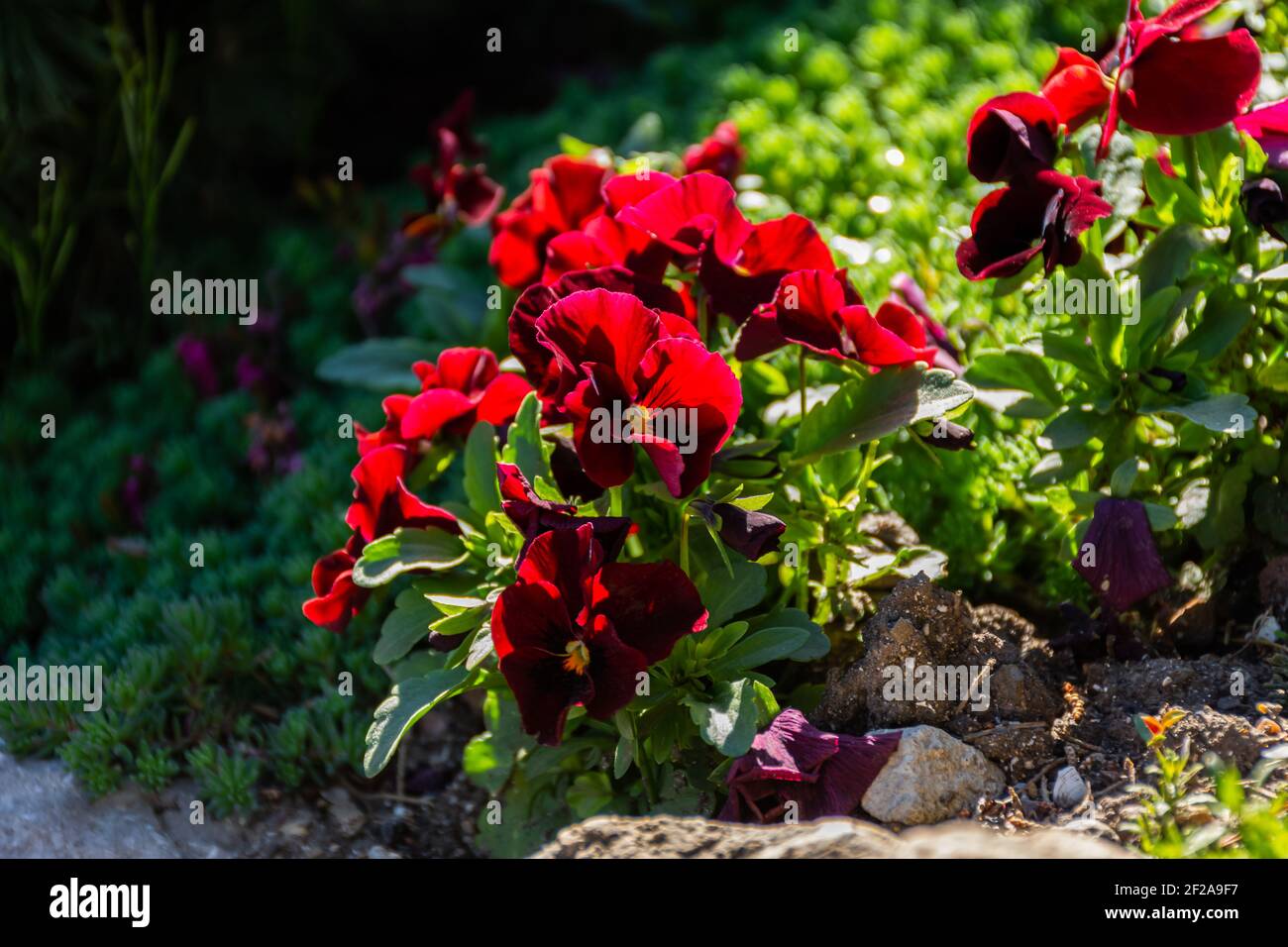 Red viola close-up grows in the spring in a flower bed. A fiery velvet garden flower in the bright rays of the sun. Growing decorative pansies of flow Stock Photo