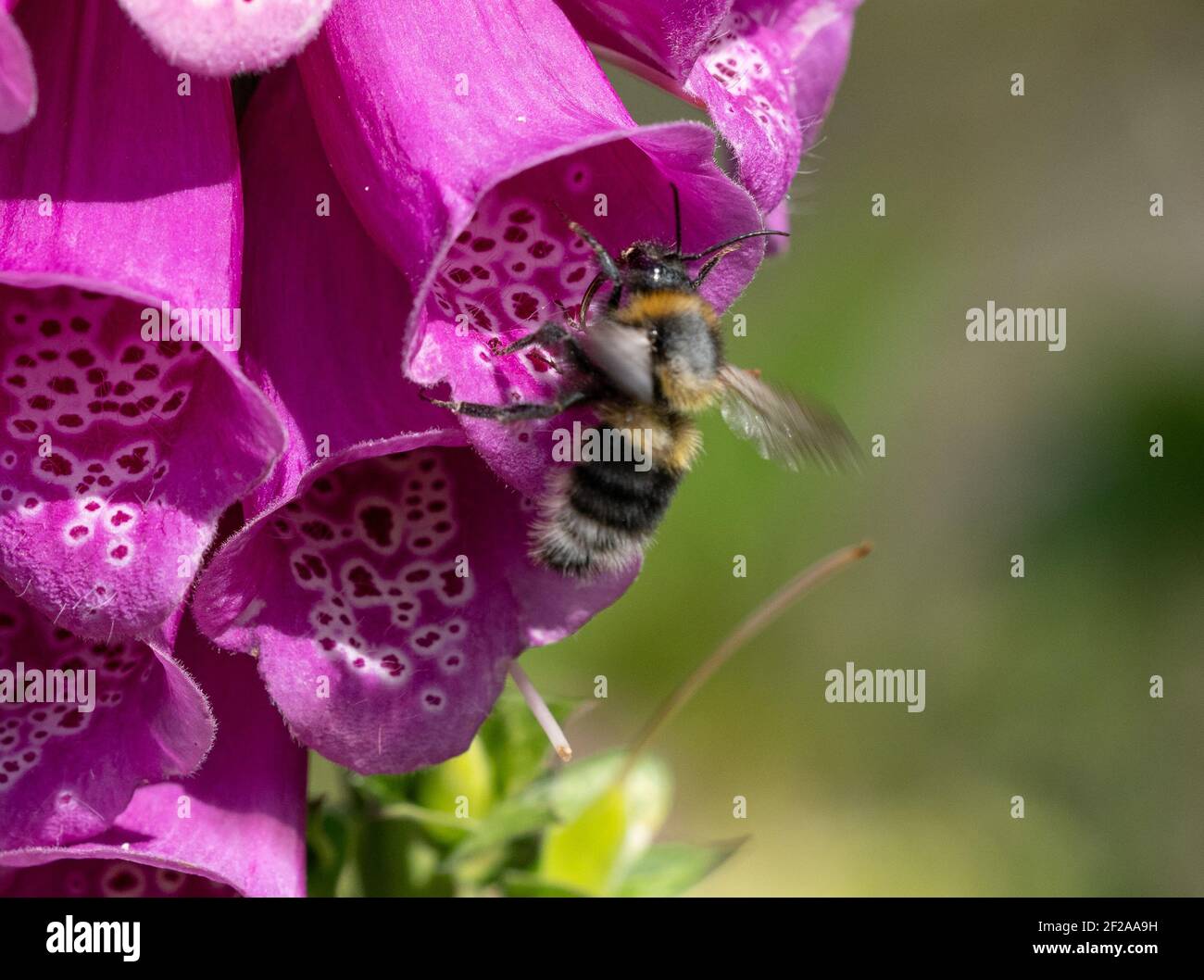 Bee on flower head Stock Photo
