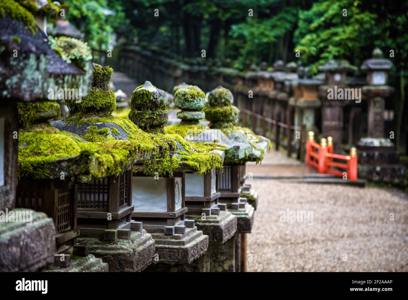 Rows of ancient stone and wooden lanterns covered in moss. The lanterns line a pathway through the forest and lead to the Kasuga Grand Shrine. Nara, J Stock Photo